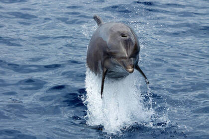 Delfine schützen auf den Kanaren
