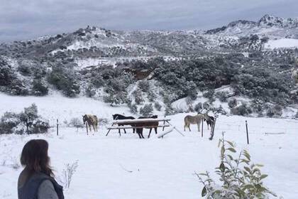 Andalusien Freiwilligenarbeit Pferde