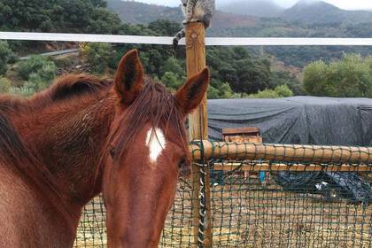 Katze Pferd Spanien