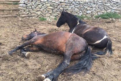 Pferdefarm Andalusien