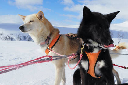 Freiwilligenarbeit in Schweden