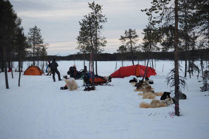 Lappland Huskys Camp