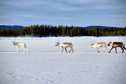 Lappland Elche Freiwilligenarbeit