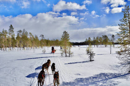 Huskies snow sledge Sweden