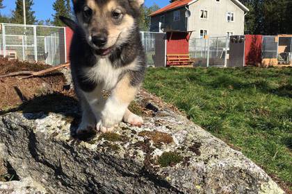 Kleiner Hund im Sommer in Schweden