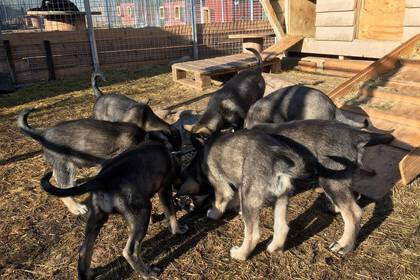 Schweden Hunde beim Fressen