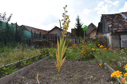 Transsilvanien Garten