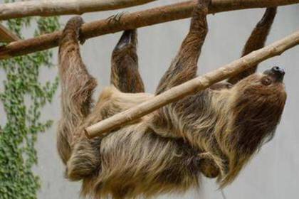 Faultier im Zoo in Quito