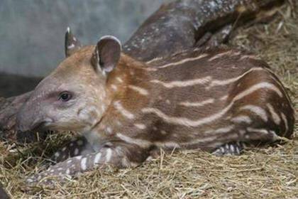 Tapir Zoo Quito