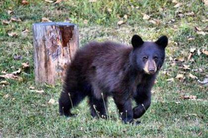 Bär im Zoo in Quito