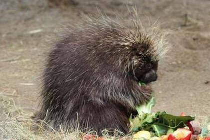 Porcupine while eating