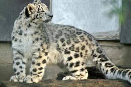 Snow leopard Quito