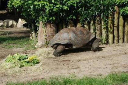 Schildkröte Zoo