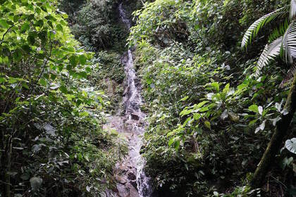 Water in the cloud forest