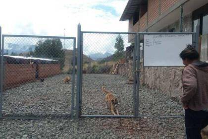 Trabalho voluntário no projeto canino em Cusco