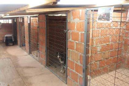 Freiwilligenarbeit im Hundeprojekt in Cusco