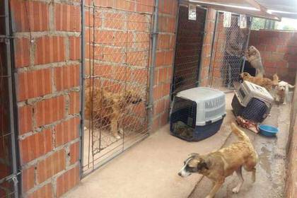 Freiwilligenarbeit im Hundeprojekt in Cusco