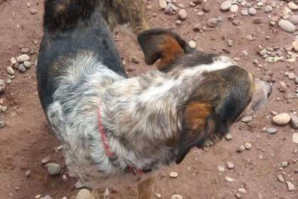 Freiwilligenarbeit im Hundeprojekt in Cusco