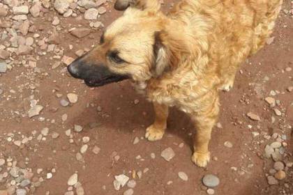 Freiwilligenarbeit im Hundeprojekt in Cusco