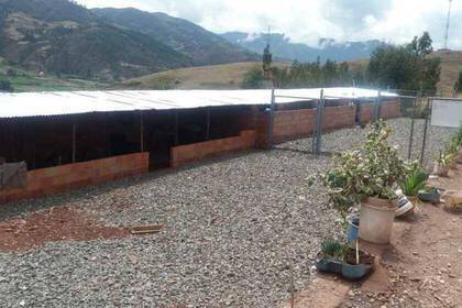 Freiwilligenarbeit im Hundeprojekt in Cusco