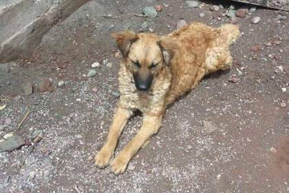 Trabalho voluntário no projeto canino em Cusco