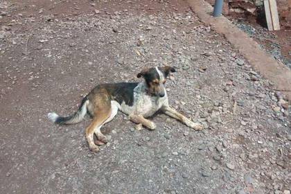Hund im Straßenhundeprojekt in Cusco