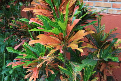 Plant for the Planet Tansania