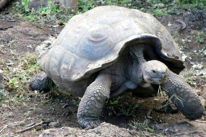 Galápagos Schildkröte