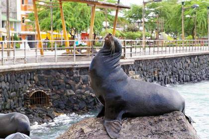 Seal Seal Rock Galápagos
