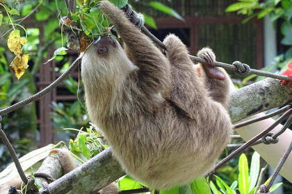 Sloth in the sanctuary in Costa Rica