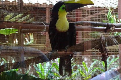 Toucan in the animal sanctuary in Costa Rica