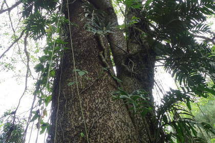 Tree flora Costa Rica