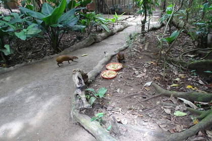 Volunteer work in the animal station on Costa Rica