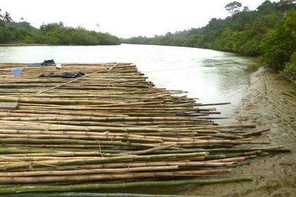 Natürlich nachwachsender Rohstoff Bambus Volunteer Ghana