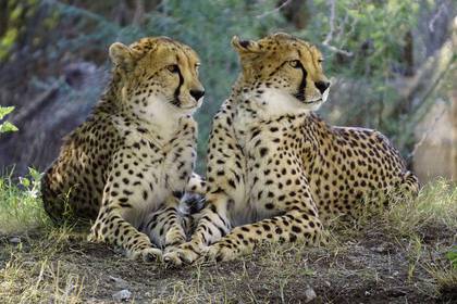 Volunteering in wildlife & animal welfare in South Africa