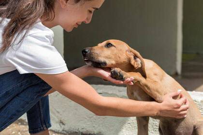 Get involved as a volunteer in Spain in animal welfare