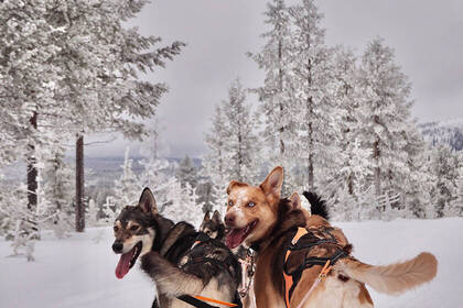 Husky Tour durch Schwedens traumhafte Natur