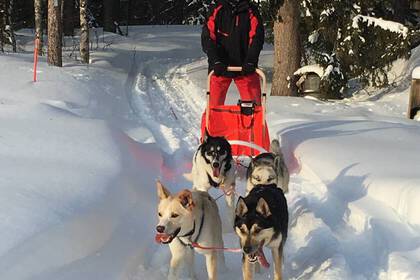 With the husky sledge through Swedish Lapland