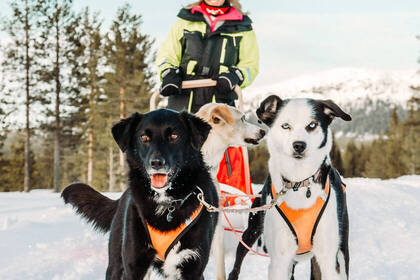 Nimm am Musher Workshop teil und erfahre alles über Schlittenhunde