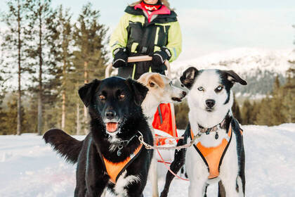 Take part in the musher workshop and learn everything about sled dogs