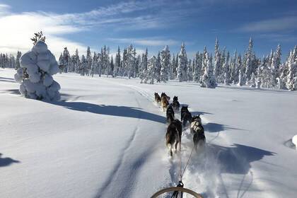 With the husky sledge through snowy winter landscapes
