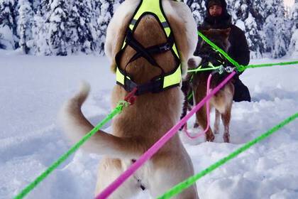 Schließe Freundschaft mit den Huskys :-)