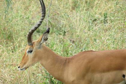 WILDTIER-SAFARI IN DER SERENGETI UND NGORONGORO KRATER