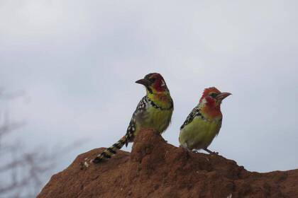 WILDTIER-SAFARI IN DER SERENGETI UND NGORONGORO KRATER