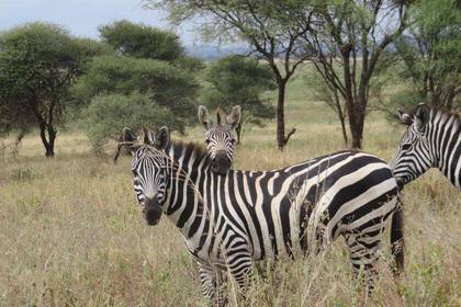 WILDTIER-SAFARI IN DER SERENGETI UND NGORONGORO KRATER