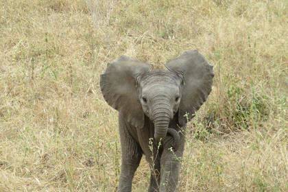 WILDTIER-SAFARI IN DER SERENGETI UND NGORONGORO KRATER