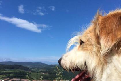 Freiwilligenarbeit im Hundeprojekt in Spanien
