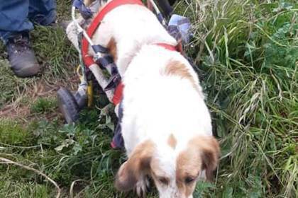 Verletzte Hunde bekommen hier Hilfe