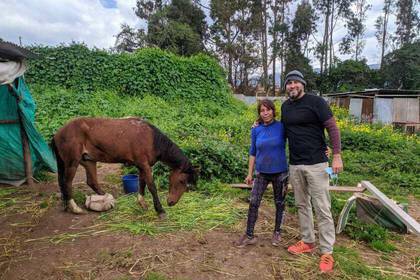 Há também um cavalo no projeto de cães de rua em Cusco