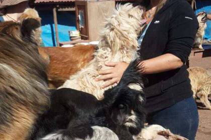 Über Streicheleinheiten freuen sich die Hunde besonders